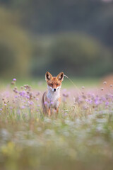 Mammals - European Red Fox (Vulpes vulpes)