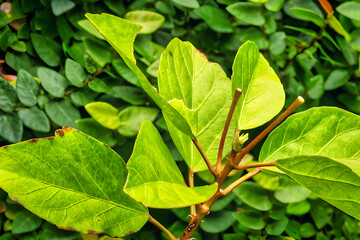 Vibrant green leaves growing on a branch in nature