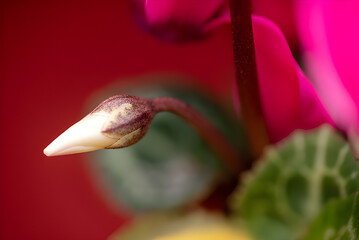 Delicate cyclamen bud emerging on a vibrant red background