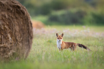 Mammals - European Red Fox (Vulpes vulpes)