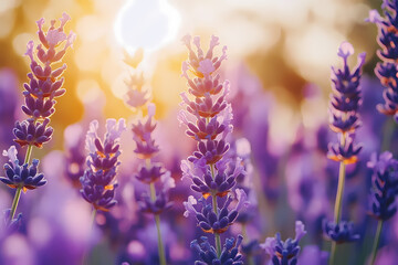 Obraz premium A vibrant lavender field stretching to the horizon, illuminated by soft sunlight. A symbol of tranquility, beauty, and harmony with nature