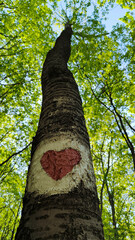 trees in the forest from low angle view, Fruska Gora