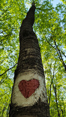 trees in the forest from low angle view, Fruska Gora