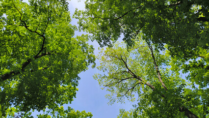 trees in the forest from low angle view, Fruska Gora