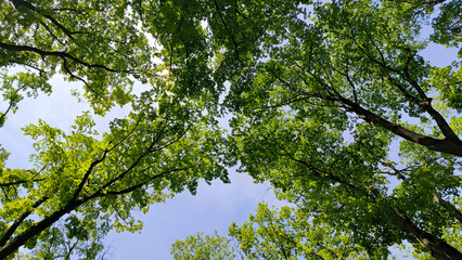 trees in the forest from low angle view, Fruska Gora