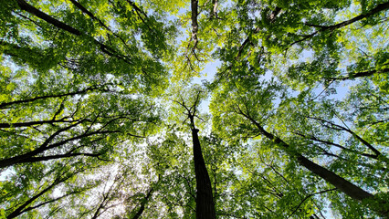 trees in the forest from low angle view, Fruska Gora