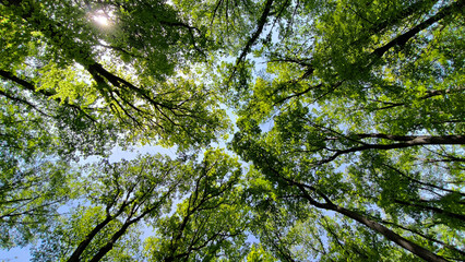 trees in the forest from low angle view, Fruska Gora