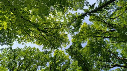 trees in the forest from low angle view, Fruska Gora