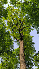 trees in the forest from low angle view, Fruska Gora