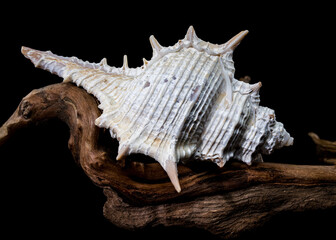 Murex spinicosta shell on wood black background