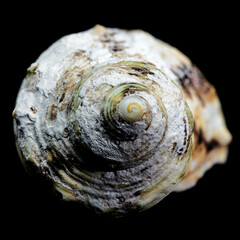Turbo argyrostomus Linnaeus shell on black background