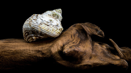 Turbo Argyrostomus Shell on driftwood black background