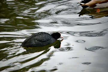 Blässhuhn beim Schwimmen