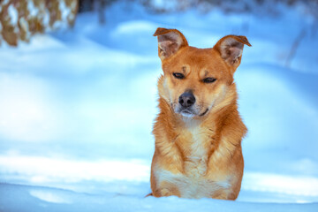 Portrait of a sad stray red dog walks in the winter snowy wood at snowfall