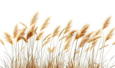 Fototapeta premium Dry pampas grass or ripe yellow orange golden wheat field summer plant isolated. Organic soft dried cereal branches harvest season 