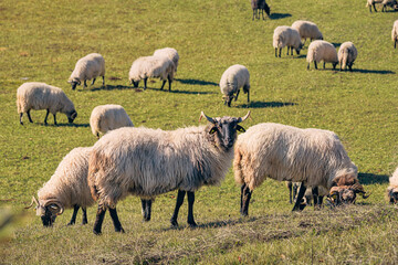 Obraz premium Flock of sheep grazing in green pasture on sunny day