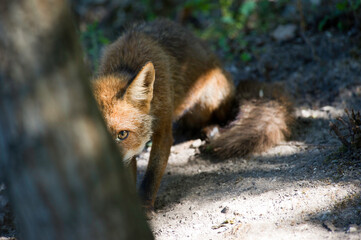 half-hidden fox, Volpe, Vulpes vulpes. Ossi, SS, Sardegna, Italy