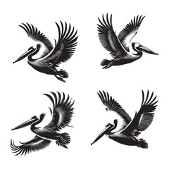 High-Quality  Vector Silhouette  of the Brown Pelican on White Background