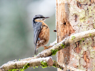 Kleiber (Sitta europaea)