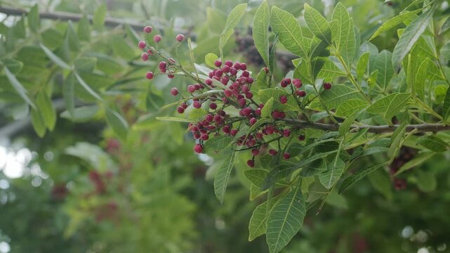 Pink pepper growing on the Brazilian pepper tree - Schinus terebinthifolius, aroeira plant. 