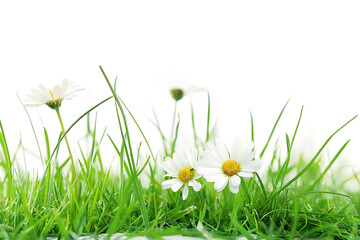 Lush Grass with Delicate Flowers in Full Bloom Isolated on Transparent Background