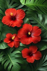 Obraz premium Vibrant Red Hibiscus Blossoms Amid Lush Tropical Monstera Leaves