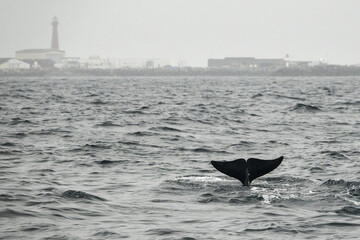 Fototapeta premium The long-finned pilot whale, or pothead whale (Globicephala melas) near Andenes in Norway.