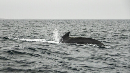 Obraz premium The long-finned pilot whale, or pothead whale (Globicephala melas) near Andenes in Norway.