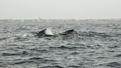Fototapeta premium The long-finned pilot whale, or pothead whale (Globicephala melas) near Andenes in Norway.