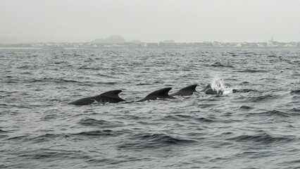 Obraz premium The long-finned pilot whale, or pothead whale (Globicephala melas) near Andenes in Norway.