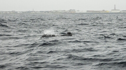 Obraz premium The long-finned pilot whale, or pothead whale (Globicephala melas) near Andenes in Norway.