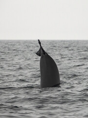 The long-finned pilot whale, or pothead whale (Globicephala melas) near Andenes in Norway.