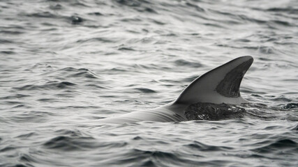 Obraz premium The long-finned pilot whale, or pothead whale (Globicephala melas) near Andenes in Norway.