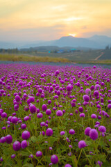 Fototapeta premium The Gomphrena Flower field of everlasting flowers surrounded by beautiful mountains in the evening during December to January at Phu Phan Ta, Ban Kha District, Ratchaburi