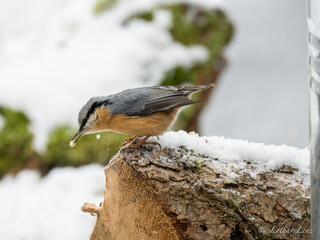 Kleiber (Sitta europaea)
