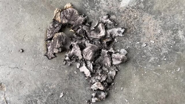 close up of a trunk and ashes