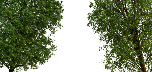 Tropical tree leaves and branches PNG foreground 3D Render