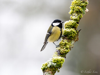 Obraz premium Kohlmeise (Parus major)