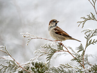 Haussperling (Passer domesticus)