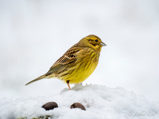Goldammer (Emberiza citrinella)