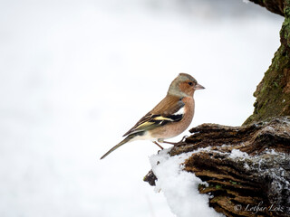 Buchfink (Fringilla coelebs)