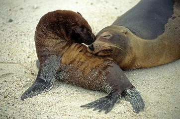 Fototapeta premium Otarie de Californie; zalophus californianus, Jeune, femelle , Archipel des Galapogos