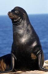 Otarie de Californie; zalophus californianus, male , Archipel des Galapogos