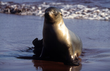Fototapeta premium Otarie de Californie; zalophus californianus, male , Archipel des Galapogos