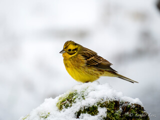 Goldammer (Emberiza citrinella)