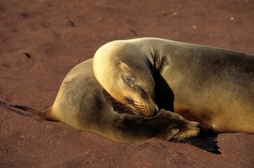Otarie de Californie; zalophus californianus, Jeune, femelle , Archipel des Galapogos