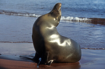 Fototapeta premium Otarie de Californie; zalophus californianus, male , Archipel des Galapogos