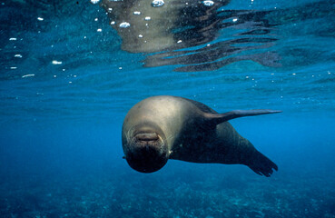 Obraz premium Otarie de Californie; zalophus californianus, Archipel des Galapogos