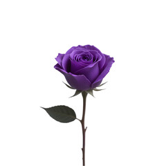 Purple rose isolated on a white surface