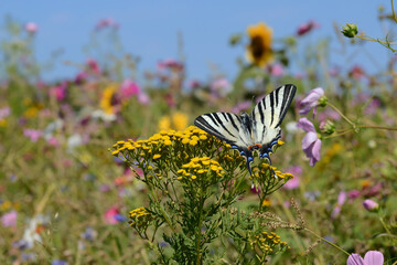 Schmetterling 1552 © K.-U. Häßler